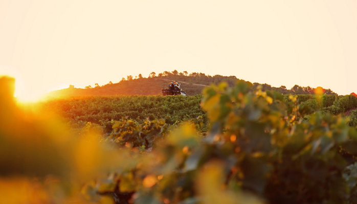 Lors de notre séminaire, découvrez le magnifique vignoble "Le domaine de la Jasse" ! 